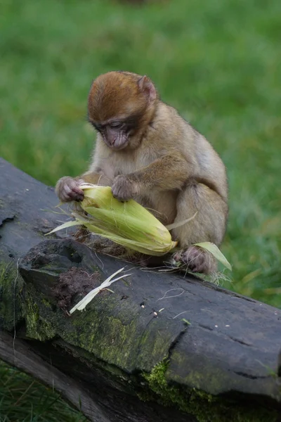 Barbary Macaque - Macaca sylvanus — Stock Photo, Image