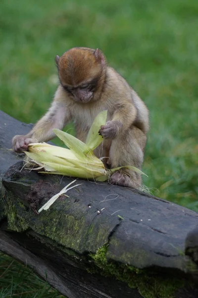 Barbary Macaque - Macaca sylvanus — Stock Photo, Image