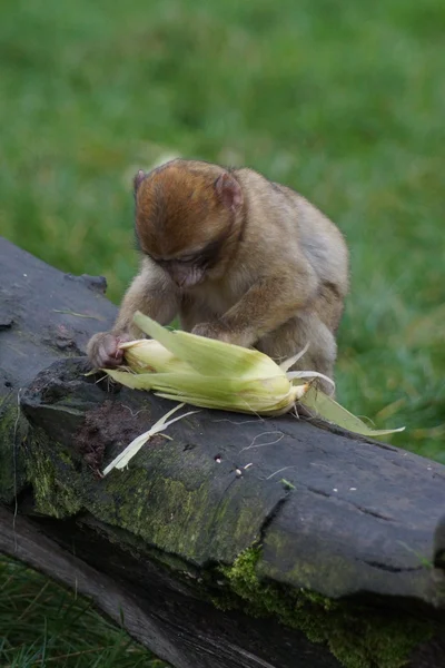 Macaco de Berbería - Macaca sylvanus — Foto de Stock