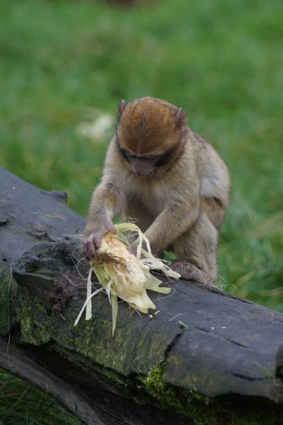 바바리 원숭이-Macaca sylvanus — 스톡 사진