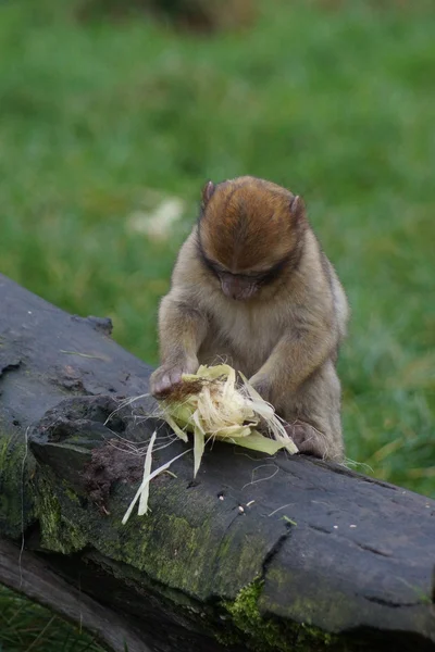 Macaco de Berbería - Macaca sylvanus —  Fotos de Stock