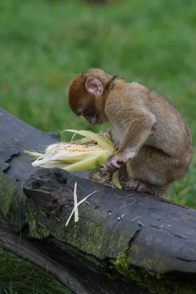 Barbary Macaque - Macaca sylvanus — Stock Photo, Image