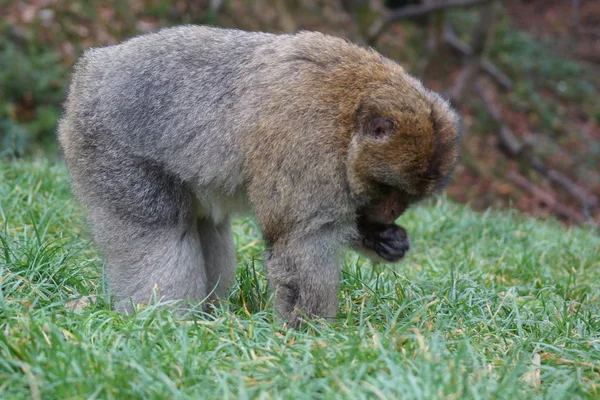 Barbary makak - Macaca sylvanus — Stok fotoğraf