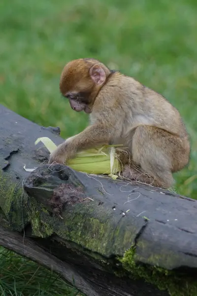 Barbary makak - Macaca sylvanus — Stockfoto