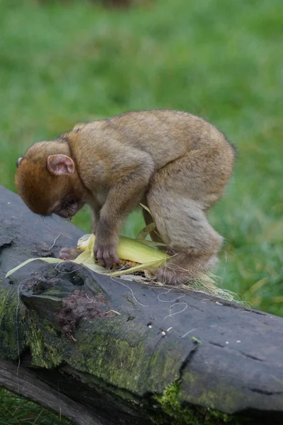 Barbary Macaque - Macaca sylvanus — Stock Photo, Image