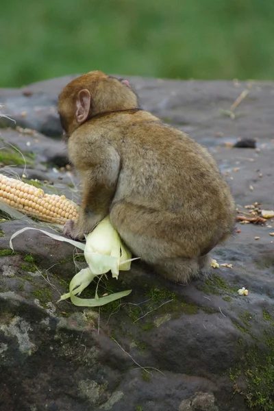 Barbary makak - Macaca sylvanus — Stock fotografie