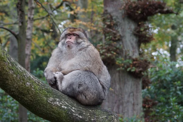 Berberaap - Macaca sylvanus — Stockfoto