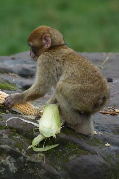 Barbary makak - Macaca sylvanus — Stok fotoğraf