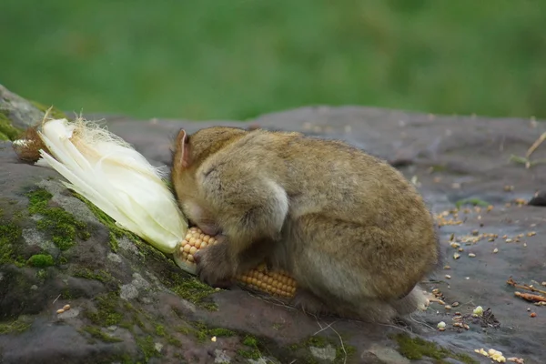 Berber makákó - Macaca sylvanus — Stock Fotó