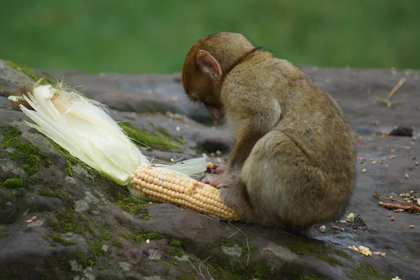 Magot – Macaca sylvanus — Zdjęcie stockowe