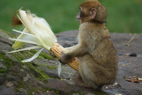 Magot – Macaca sylvanus — Zdjęcie stockowe