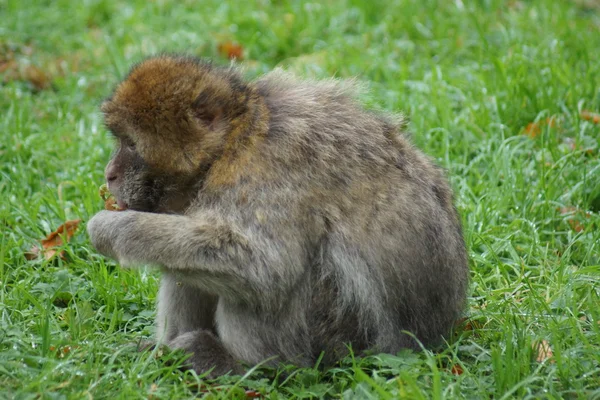 Macaco de Berbería - Macaca sylvanus —  Fotos de Stock