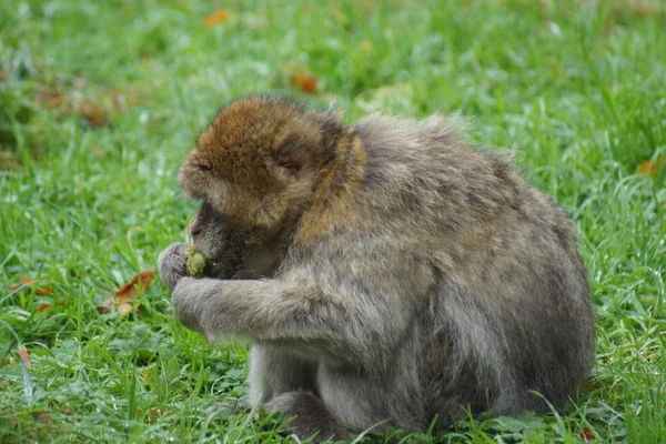 Macaque barbare - Macaca sylvanus — Photo