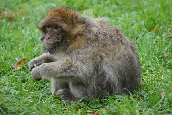 Magot – Macaca sylvanus — Zdjęcie stockowe