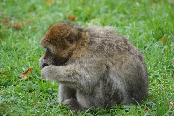 Barbary Macaque - Macaca sylvanus — Stock Photo, Image