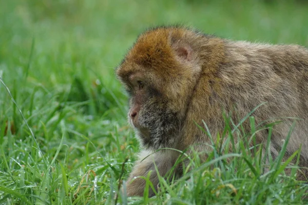 Barbary makak - Macaca sylvanus — Stockfoto