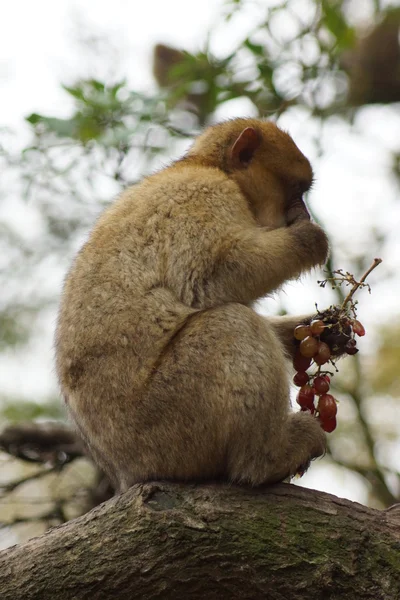 Barbary Macaque - Macaca sylvanus — Stock Photo, Image