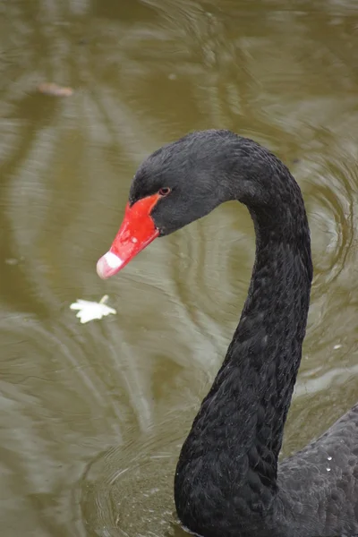 Siyah Kuğu - Cygnus atratus — Stok fotoğraf