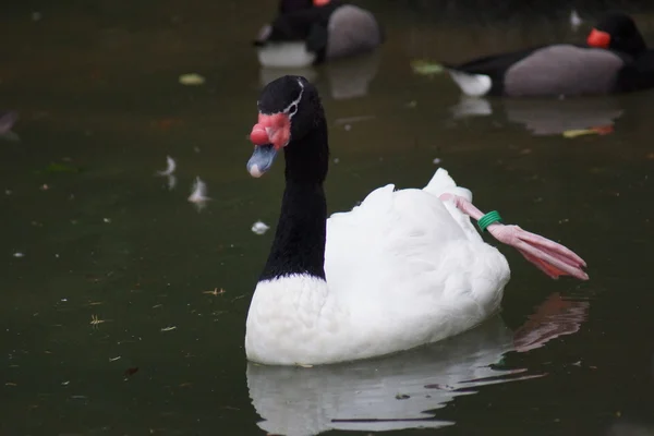 Black-necked Swan - Cygnus melancoryphus — Stock Photo, Image