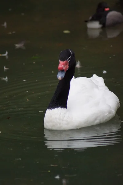 Cisne de pescoço preto - Cygnus melancoryphus — Fotografia de Stock