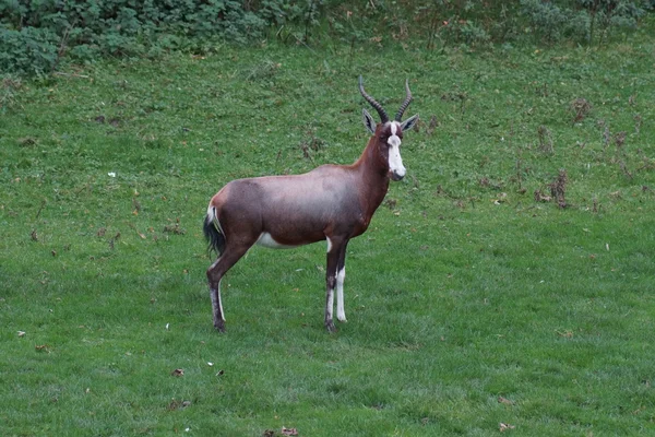 Blesbok - Damaliscus pygargus phillipsi — Stockfoto