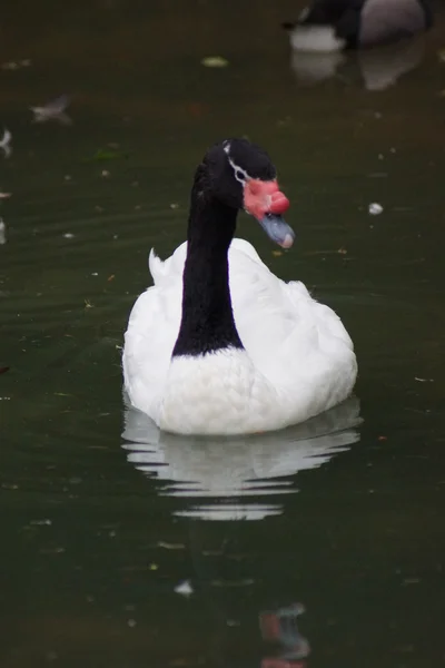 黑颈天鹅-天鹅座 melancoryphus — 图库照片