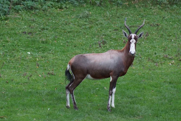 Bontebok - Damaliscus pygargus phillipsi — Foto Stock