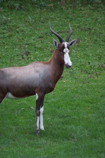 Blesbok-Damaliscus pygargus phillipsi — 스톡 사진