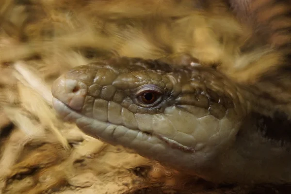 Blotched Sinikielinen Skink - Tiliqua nigrolutea — kuvapankkivalokuva