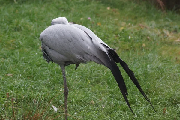 Blauer Kranich - anthropoides paradiseus — Stockfoto