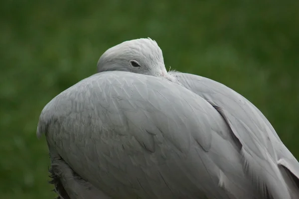 Blue Crane - Anthropoides paradiseus — Stock Photo, Image