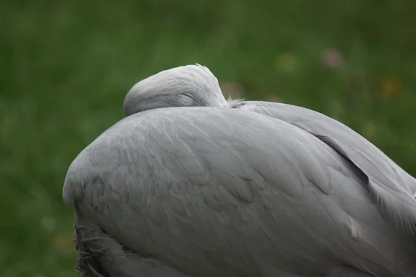 Blue Crane - Anthropoides paradiseus — Stock Fotó