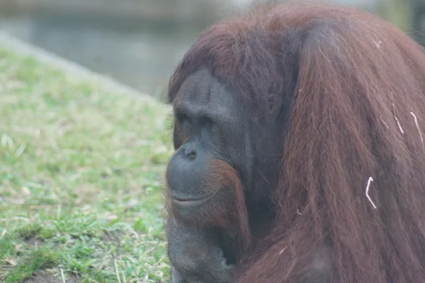 Борнейский орангутан - Pongo pygmaeus — стоковое фото