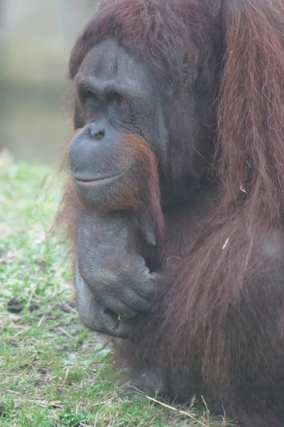 Borneaanse orang-oetan - Pongo pygmaeus — Stockfoto