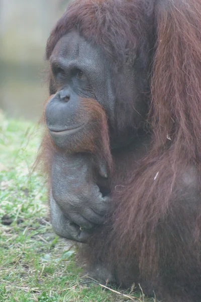 Borneaanse orang-oetan - Pongo pygmaeus — Stockfoto