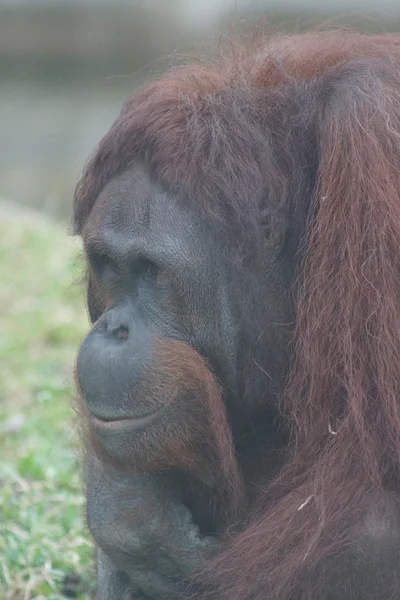 Borneaanse orang-oetan - Pongo pygmaeus — Stockfoto