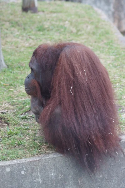 Bornean Orangutan - Pongo pygmaeus — Stock Photo, Image