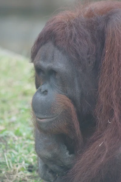 Borneaanse orang-oetan - Pongo pygmaeus — Stockfoto