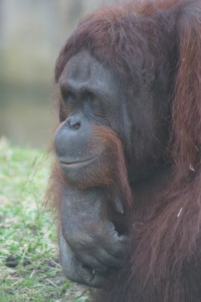 Borneaanse orang-oetan - Pongo pygmaeus — Stockfoto