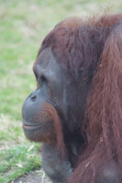 Борнейский орангутан - Pongo pygmaeus — стоковое фото