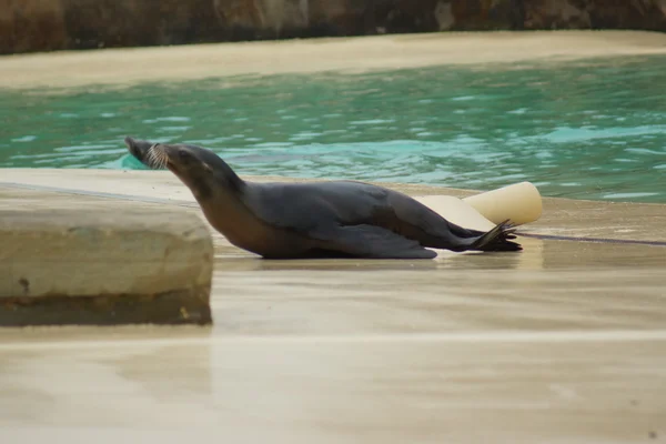 Καλιφόρνια Θαλάσσιος Λέων - zalophus californianus — Φωτογραφία Αρχείου