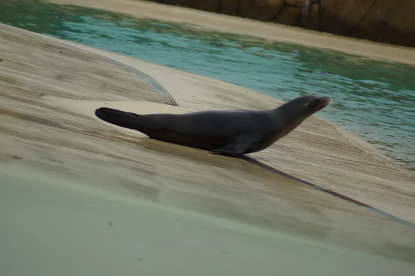 California Sea Lion - Zalophus californianus — Stock Photo, Image