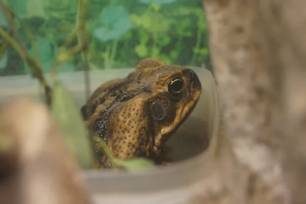 Ruokosammakko - Rhinella marina — kuvapankkivalokuva