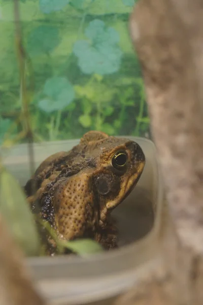 杖のヒキガエル - Rhinella マリーナ — ストック写真