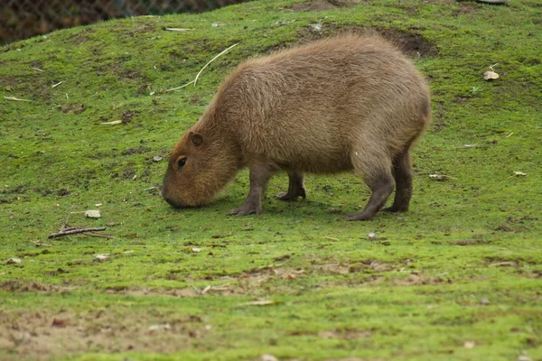 Capibara - hydrochoerus hydrochaeris — Stockfoto
