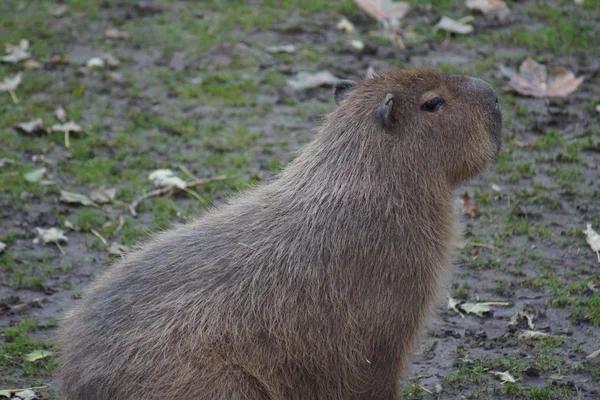 Kapybara - hydrochoerus hydrochaeris — Stock fotografie