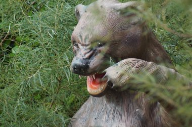 Soyu tükenmiş mağara Bear - Ursus spelaeus