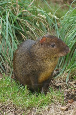 Orta Amerika agutisi - dasyprocta punctata