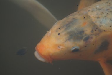 Koi ortak sazan - Cyprinus carpio