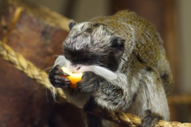 Emperor Tamarin - Saguinus Imperator